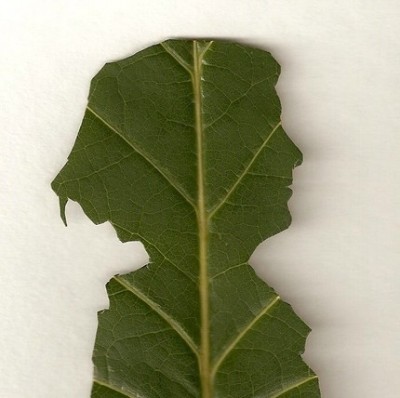 leaf-silhouette-design