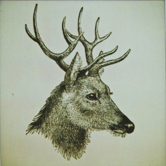 deer-polaroid