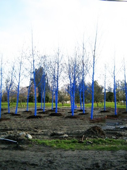 blue-forest