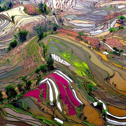 rice field terrace in china rice field terrace in china