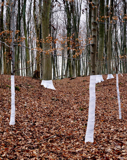 zander olsen striped trees zander olsen striped trees