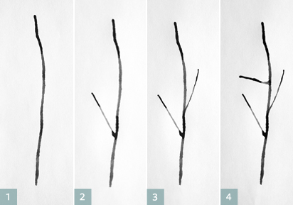 Step 2: Make Trees